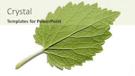  Presentation with green leaf - Theme consisting of green-leaf-on-white-background background and a yellow colored foreground