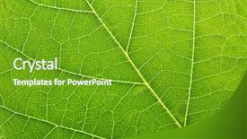  Presentation with green leaf - Presentation design consisting of green leaf texture macro close background and a tawny brown colored foreground