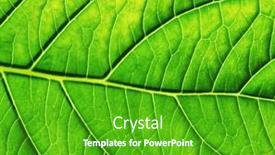  Presentation with green leaf - Presentation design with green-leaf-texture-macro-closeup background and a shamrock green colored foreground