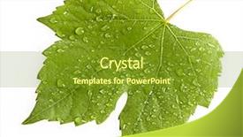  Presentation with green leaf water drops - PPT theme consisting of green leaf texture water drops - leaves isolated on white background and a tawny brown colored foreground
