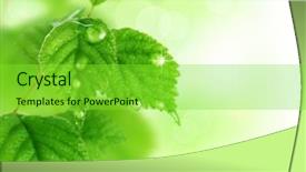  Presentation with green leaf water drops - Slide deck consisting of green leaf texture water drops - spring leaves background and a seafoam green colored foreground