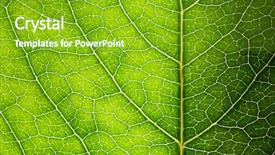  Presentation with green leaf - Audience pleasing slides consisting of green leaf texture backdrop and a shamrock green colored foreground