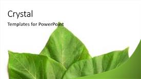  Presentation with banana tree - Beautiful PPT theme featuring green leaf tropical leaf backdrop and a white colored foreground