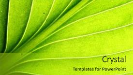  Presentation with vein - Presentation theme enhanced with green leaf vein macro close background and a yellow colored foreground