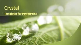  Presentation with water leaf - Colorful slide set enhanced with green leaf with blurred background backdrop and a  colored foreground