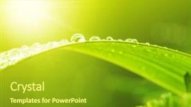  Presentation with green morning - Presentation theme consisting of green leaf with dews background and a tawny brown colored foreground