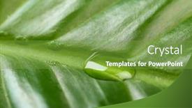  Presentation with droplet - PPT theme enhanced with green-leaf-with-droplet-closeup background and a seafoam green colored foreground