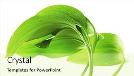  Presentation with green leaf water drops - Slide set enhanced with green leaf with drops background and a blonde colored foreground