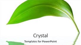 Presentation with green leaf - Colorful theme enhanced with green leaf with reflection backdrop and a white colored foreground