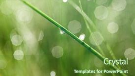  Presentation with water leaf - Slides having green leaf with small water background and a tawny brown colored foreground