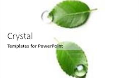 Presentation with water leaf - Presentation featuring green-leaf-with-water-drop background and a white colored foreground