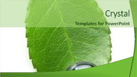  Presentation with water leaf - Slides enhanced with green leaf with water drop isolated on white background background and a mint green colored foreground