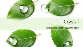  Presentation with water leaf - PPT theme featuring green leaf with water drop background and a mint green colored foreground
