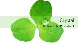  Presentation with water droplets - PPT theme enhanced with green leaf with water droplets isolated on white background background and a seafoam green colored foreground