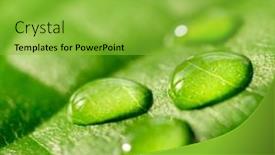  Presentation with green leaf water drops - Colorful PPT layouts enhanced with green-leaf-with-water-drops backdrop and a yellow colored foreground