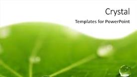  Presentation with green leaf water drops - Presentation featuring green leaf with water drops background and a white colored foreground