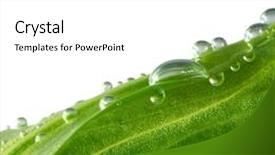  Presentation with water leaf - Amazing PPT theme having green leaf with water drops backdrop and a cream colored foreground