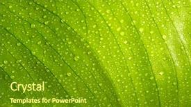  Presentation with green leaf water drops - Audience pleasing presentation theme consisting of green leaf with water drops backdrop and a tawny brown colored foreground