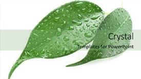  Presentation with green leaf water drops - Colorful PPT theme enhanced with green leaf with water drops isolated on white backdrop and a seafoam green colored foreground