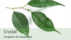  Presentation with green leaf water drops - Presentation theme with green leaf with water drops isolated on white background and a seafoam green colored foreground
