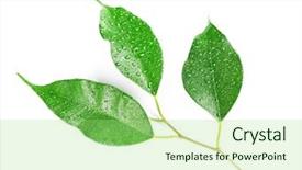  Presentation with green leaf water drops - Amazing theme having green leaf with water drops isolated on white backdrop and a mint green colored foreground