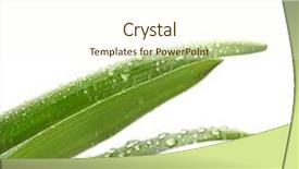  Presentation with green leaf water drops - Slide deck consisting of green leaf with water drops background and a cream colored foreground