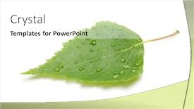  Presentation with green shadow - PPT theme featuring green leaf with water drops and shadow isolated on white background background and a white colored foreground