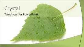  Presentation with green shadow - Theme featuring green leaf with water drops and shadow isolated on white background background and a yellow colored foreground