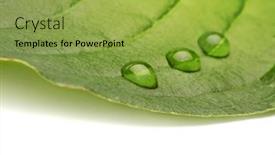  Presentation with green leaf water drops - 