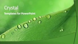  Presentation with green leaf water drops - PPT layouts having green leaf with water drops background and a seafoam green colored foreground