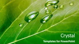  Presentation with green leaf water drops - Slides enhanced with green leaf with water drops background and a forest green colored foreground