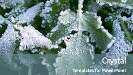  Presentation with ice crystal - Audience pleasing presentation theme consisting of green leaf with white ice crystal backdrop and a seafoam green colored foreground