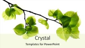  Presentation with green leaf - Colorful PPT theme enhanced with green leafs isolated on white backdrop and a blonde colored foreground