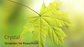  Presentation with green - Presentation consisting of green-leave-of-maple background and a yellow colored foreground