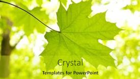  Presentation with leave - Presentation theme featuring green-leave-of-maple background and a yellow colored foreground