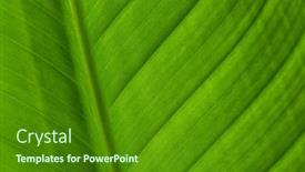  Presentation with leave - PPT layouts enhanced with green-leave-texture-pattern-close background and a forest green colored foreground
