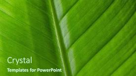  Presentation with leave - Presentation having green-leave-texture-pattern-close background and a forest green colored foreground