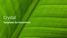  Presentation with leave - PPT theme enhanced with green-leave-texture-pattern-close background and a forest green colored foreground