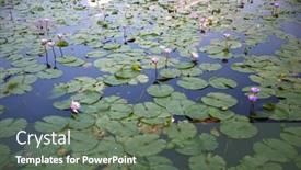 Presentation with green leaves - Slide set enhanced with green-leaves-and-lotus-flowers background and a gray colored foreground