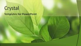  Presentation with sunlight - Slide deck featuring green leaves and sunlight background and a yellow colored foreground