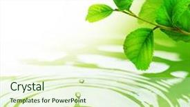  Presentation with water drop - Colorful slides enhanced with green leaves and water backdrop and a cream colored foreground