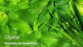  Presentation with green abstract - Presentation theme having green-leaves-background-abstract-texture background and a shamrock green colored foreground