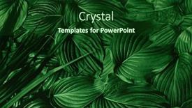  Presentation with abstract green - Slides having green-leaves-background-abstract-texture background and a forest green colored foreground