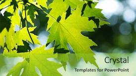  Presentation with green leaves - PPT theme having green leaves background in sunlight background and a  colored foreground