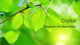  Presentation with green leaves - Audience pleasing PPT theme consisting of green-leaves-background-in-sunny backdrop and a mint green colored foreground