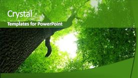  Presentation with chemistry leaves green leaf - Colorful theme enhanced with green leaves background in sunny backdrop and a shamrock green colored foreground