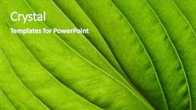  Presentation with green abstract leaves texture - Slides with green leaves background leaf texture background and a  colored foreground