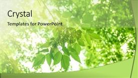  Presentation with chemistry leaves green leaf - Colorful slides enhanced with green leaves background summer time backdrop and a soft green colored foreground