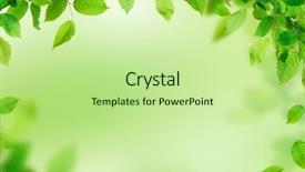  Presentation with green leaves - PPT theme featuring green leaves border with copy background and a mint green colored foreground