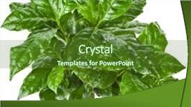  Presentation with green coffee - Slide set with green leaves coffee arabica plant background and a tawny brown colored foreground